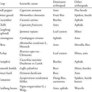 banate king f1|Yield and Response of First and Ratoon Crops of Eggplant (Solan.